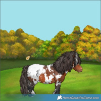 Horse Color:White Spotted Brown Appaloosa 