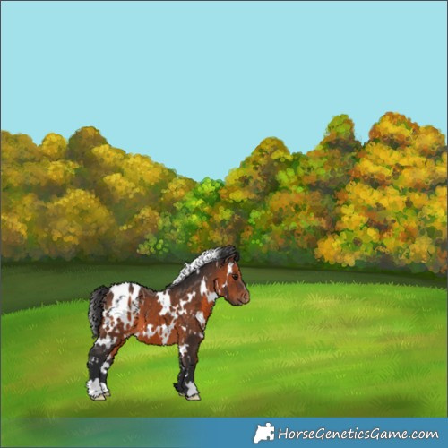Horse Color:White Spotted Brown Appaloosa 