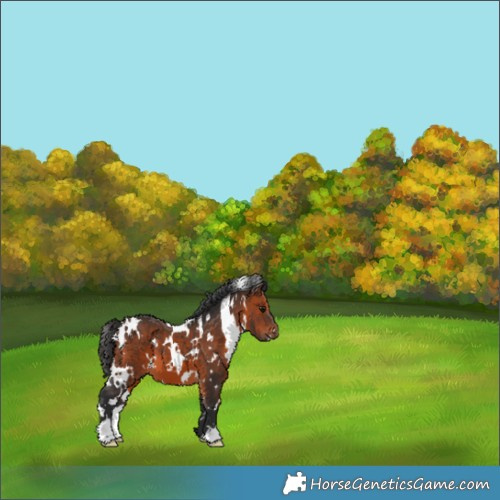 Horse Color:White Spotted Brown 