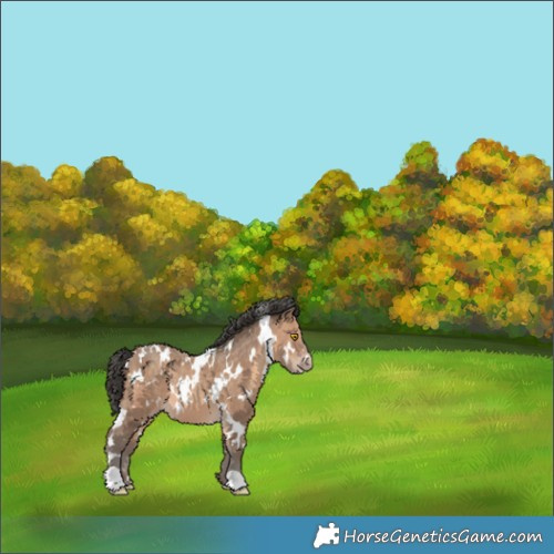 Horse Color:White Spotted Sable Champagne 