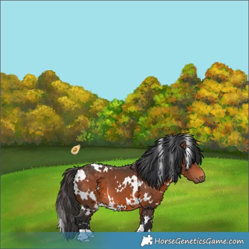 Horse Color:White Spotted Bay 