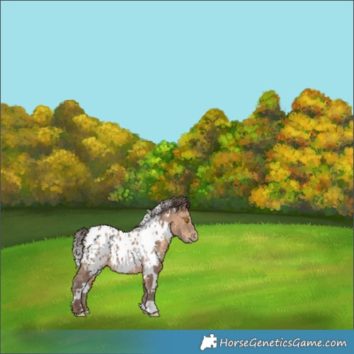 Horse Color:White Spotted Sable Champagne Appaloosa 