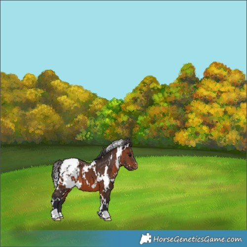 Horse Color:White Spotted Brown Appaloosa 