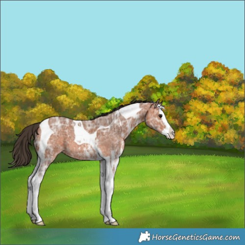 Horse Color:Bay Ice Sabino Splash Tobiano Appaloosa 