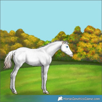 Horse Color:Red Dun Sabino Splash Tobiano Blanket Rabicano 