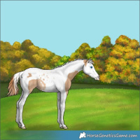 Horse Color:Red Dun Splash Tobiano Varnish Rabicano