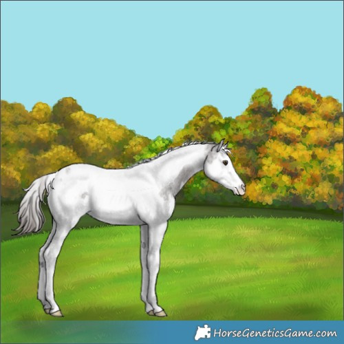 Horse Color:Liver Red Ice Roan Splash Tobiano Appaloosa Rabicano 
