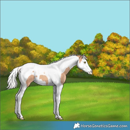 Horse Color:Silver Amber Champagne Splash Tobiano Varnish 