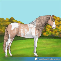 Horse Color:Gold Champagne Sabino Tobiano 