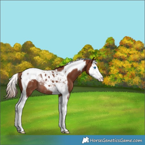 Horse Color:Chestnut Splash Tobiano Appaloosa Rabicano 