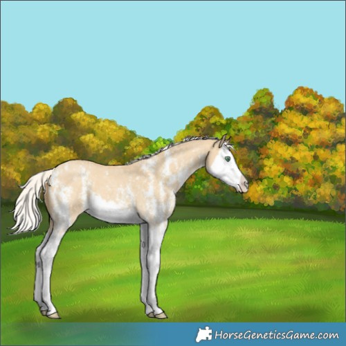 Horse Color:Silver Classic Cream Champagne Dun Sabino Splash Appaloosa 