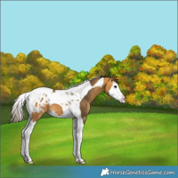 Horse Color:Buckskin Splash Tobiano Varnish 