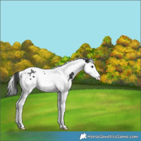 Horse Color:Black Splash Tobiano Varnish Rabicano 