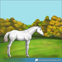Horse Color:Chestnut Ice Sabino Splash Blanket Rabicano 