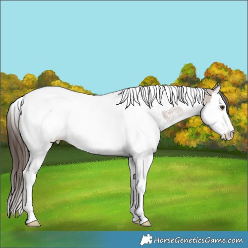 Horse Color:Liver Red Dun Ice Sabino Splash Tobiano Appaloosa 