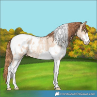 Horse Color:Gold Champagne Dun Sabino Tobiano Blanket Rabicano 