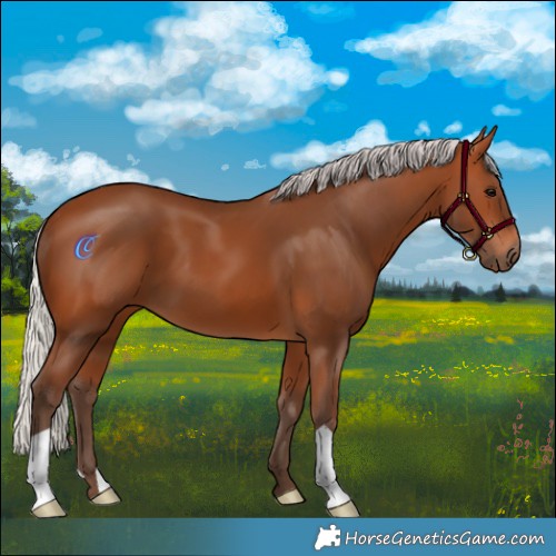Horse Color:Silver Bay 
