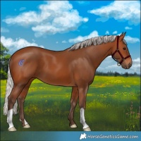 Horse Color:Silver Bay 