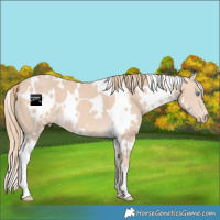 Horse Color:White Spotted Perlino 