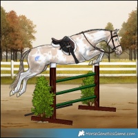 Horse Color:White Spotted Perlino