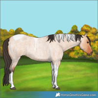 Horse Color:Bay Roan Dun Tobiano 