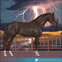Horse Color:Liver Chestnut