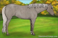 Horse Color:Silver Smoky Blue Roan 