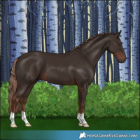 Horse Color:Liver Chestnut