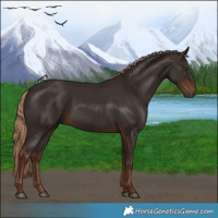 Horse Color:Liver Chestnut 