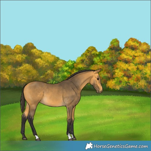 Horse Color:Buckskin 