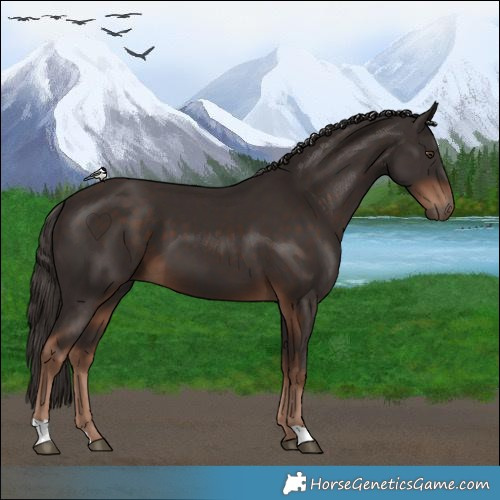 Horse Color:Liver Chestnut 
