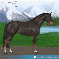 Horse Color:Liver Chestnut