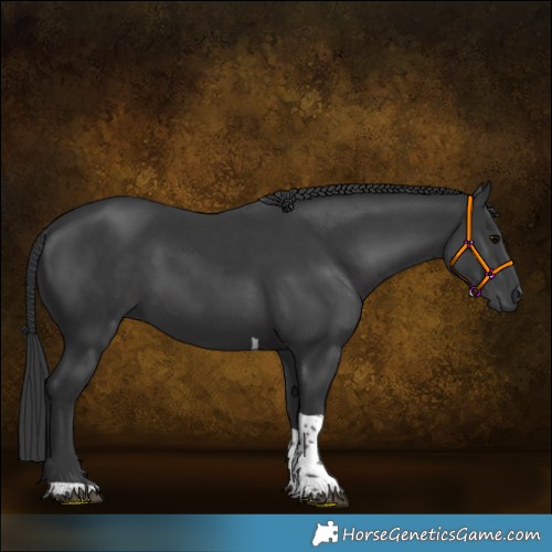 Horse Color:Black Tobiano 