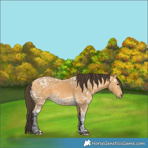 Horse Color:Buckskin Ice 