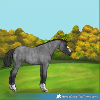 Horse Color:Blue Roan Rabicano 