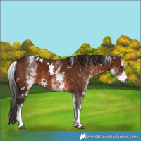 Horse Color:Gray White Spotted Bay 