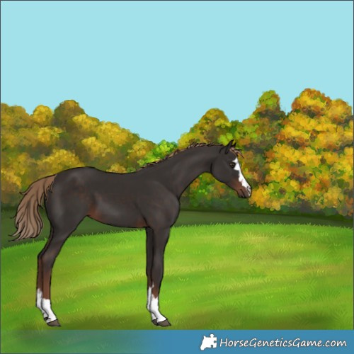Horse Color:Liver Chestnut