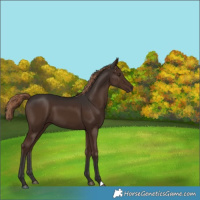 Horse Color:Liver Chestnut 
