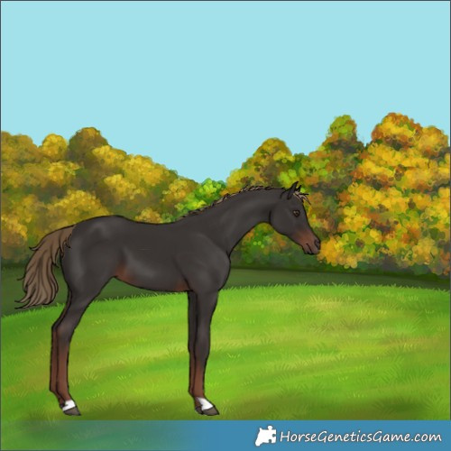 Horse Color:Liver Chestnut 