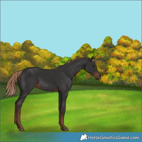 Horse Color:Liver Chestnut 