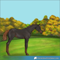 Horse Color:Liver Chestnut 