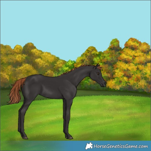 Horse Color:Liver Chestnut 