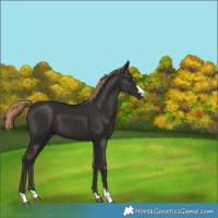 Horse Color:Liver Chestnut 