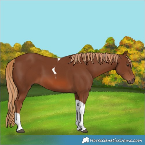 Horse Color:Chestnut Tobiano 