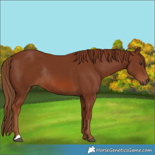 Horse Color:Chestnut Rabicano 