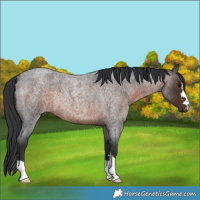 Horse Color:Brown Roan Rabicano
