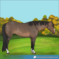 Horse Color:Brown Dun 