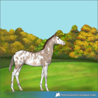 Horse Color:White Spotted Sable Champagne Dun Splash Appaloosa 