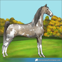 Horse Color:White Spotted Buckskin Dun Splash Varnish 