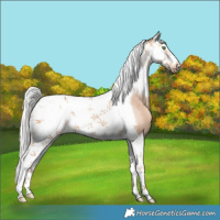 Horse Color:Silver Sable Champagne Splash Tobiano Frame Appaloosa 